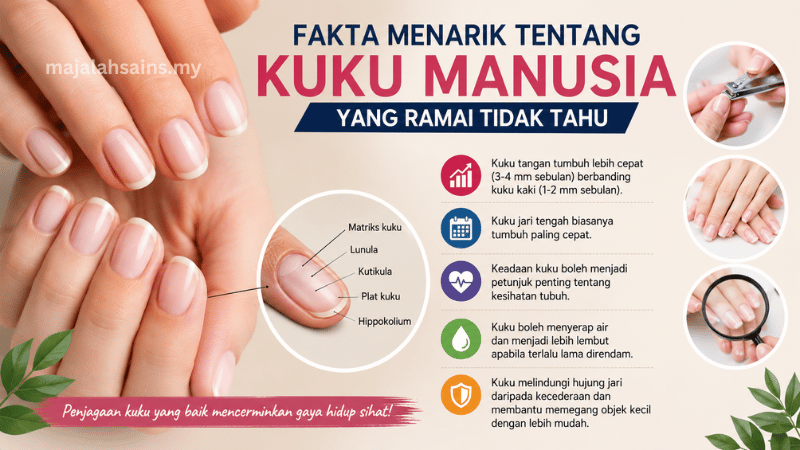 13 Fakta Menarik Tentang Kuku Manusia Yang Ramai Tidak Tahu